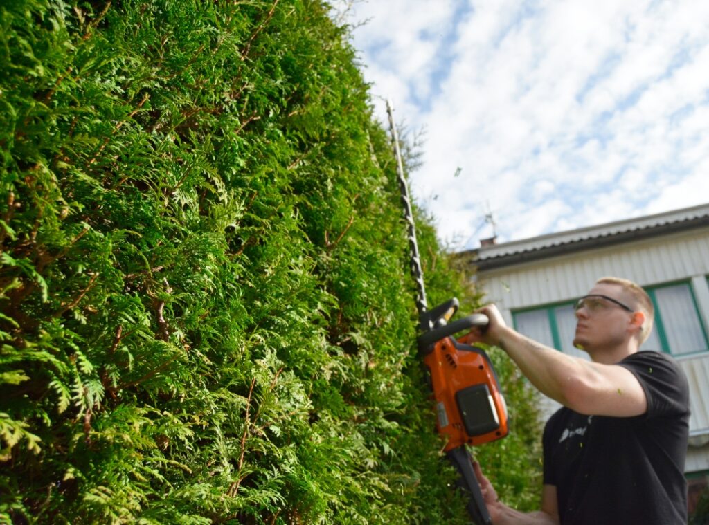 Häckklippning thuja stockholm